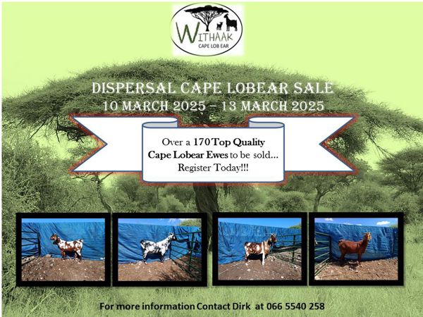 Indigenous Veld Goat Auction 1/25